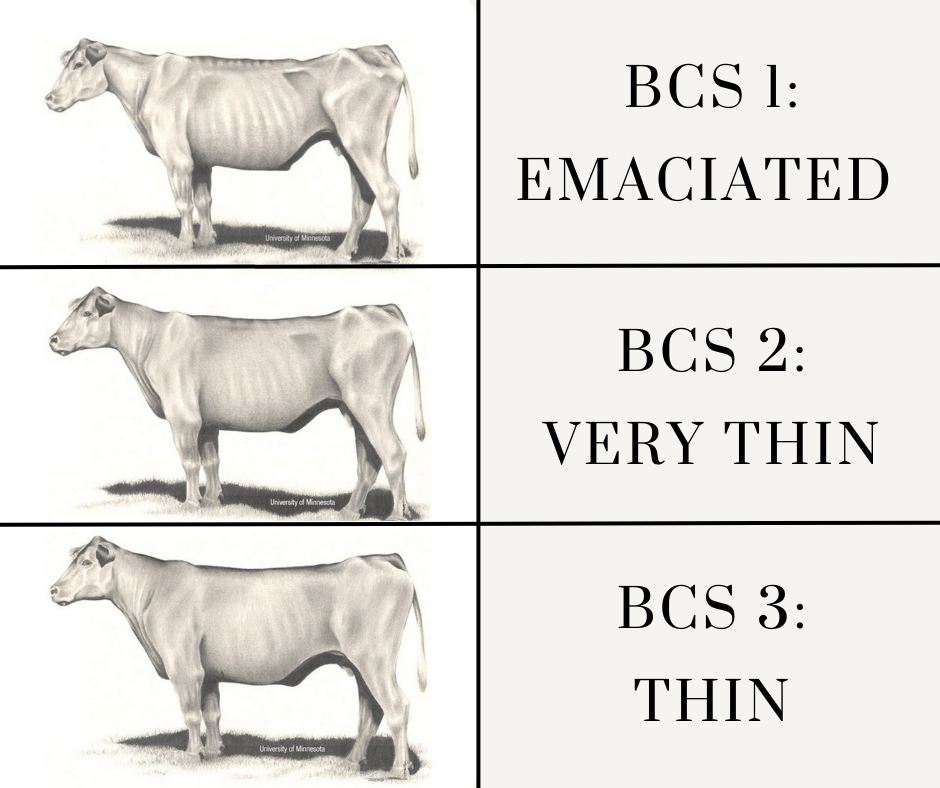 cattle body condition score 1 - 3 illustrated