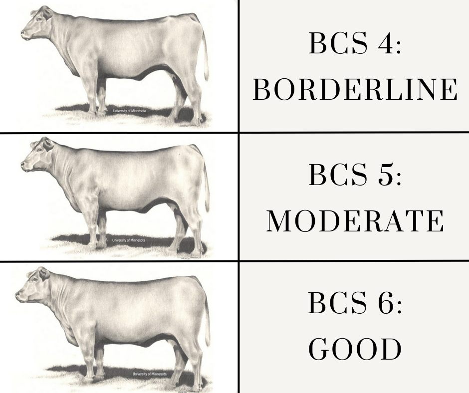 cattle body condition score 4 - 6 illustrated