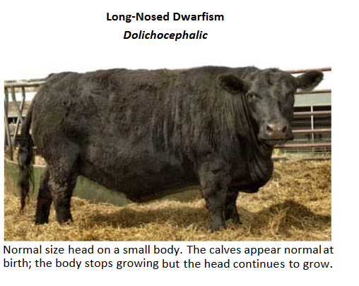 Long Nosed Dwarfism in Angus cow