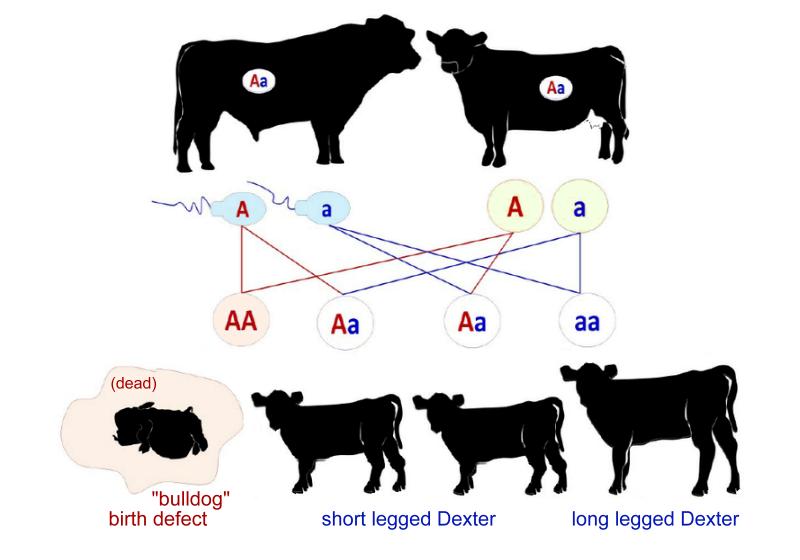 risk of prenatal chondro homozygous