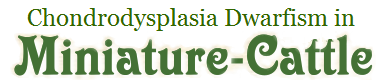 Bulldog Chondrodysplasia Dwarfism in Miniature Cattle