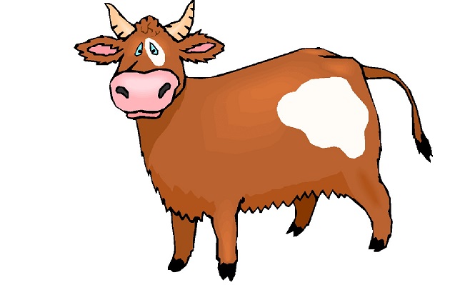 don't worry -- be happy miniature cow