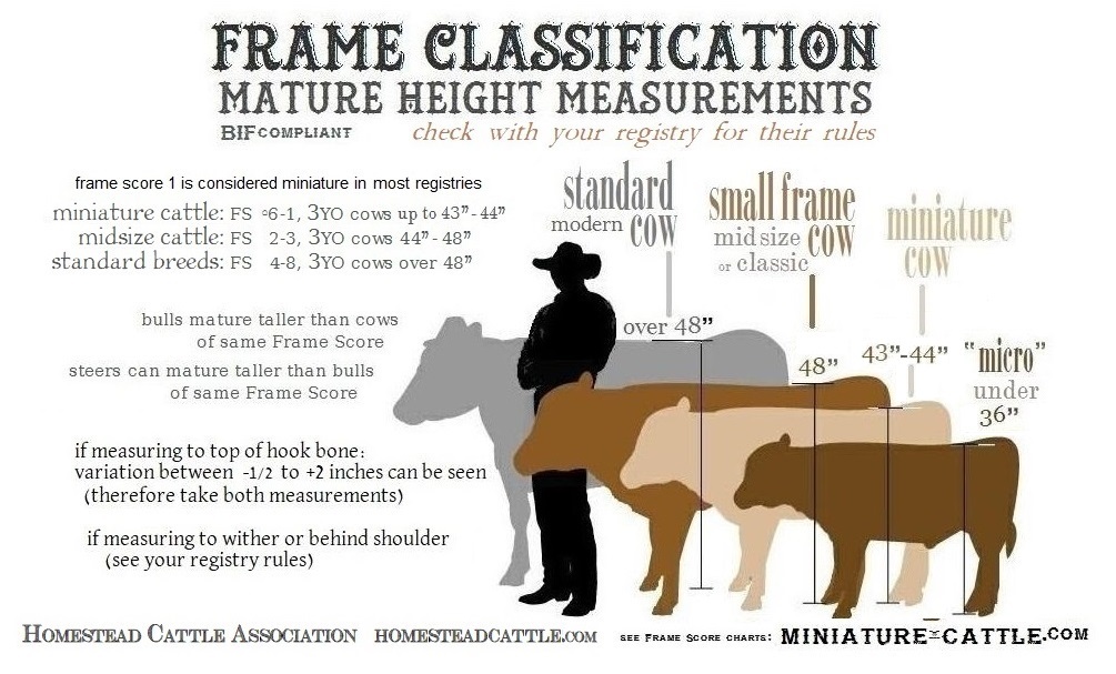 cattle height: frame score chart