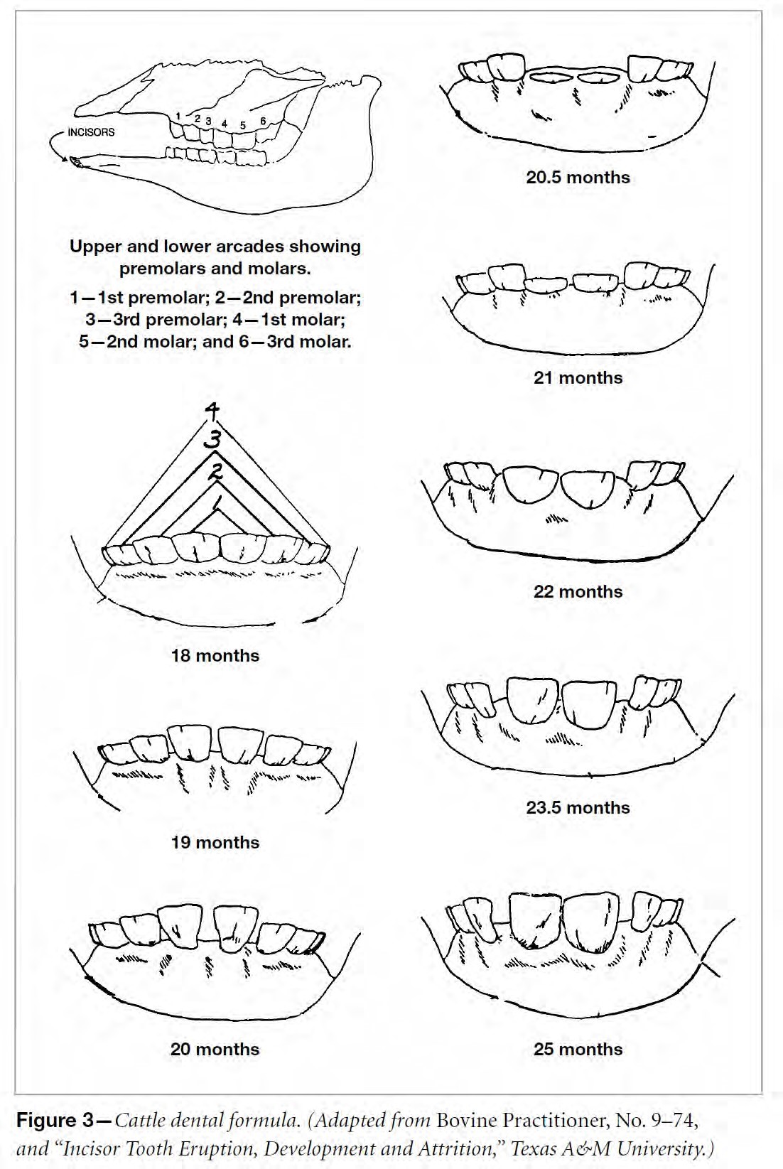Texas A&M illustration