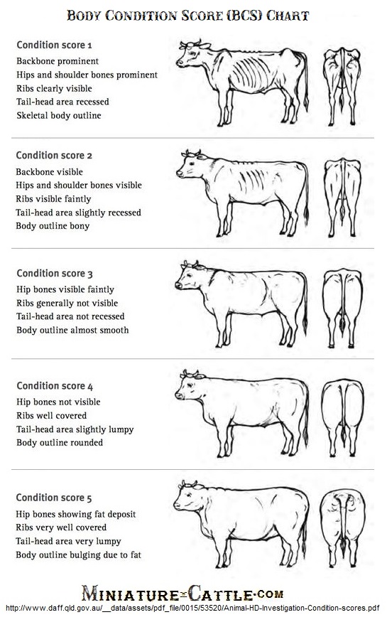 cattle body condition score 1 - 5 illustrated