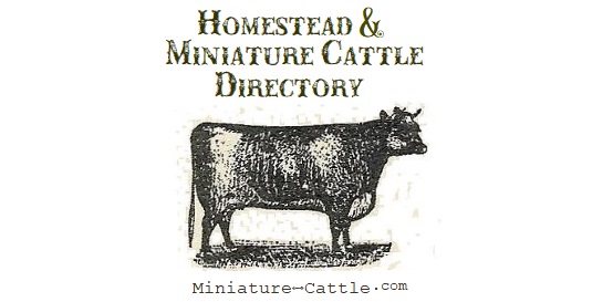 STAY HOME Little Cow