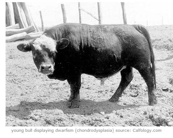 dwarf bull--calfology.com