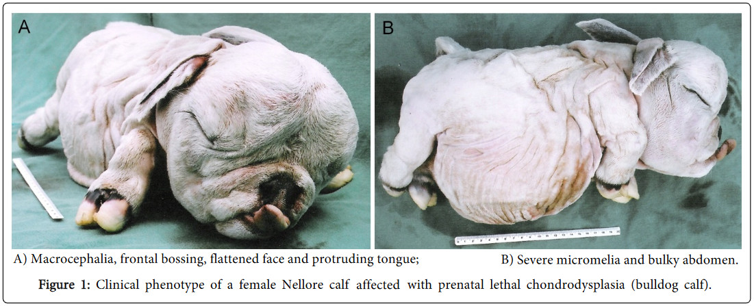 a bulldog calf, not BD1 but the same result