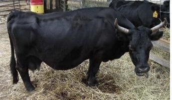 Patti Adams arthritic Dexter shorty cow