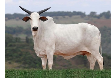 white Nelore (Nellore) heifer