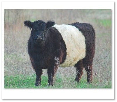 miniature purebred Galloway