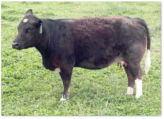 miniature Holstein