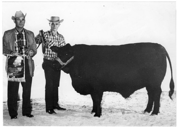 Old Style small Brangus