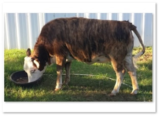 a miniature Braford type heifer