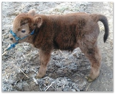 upgraded mini Highland