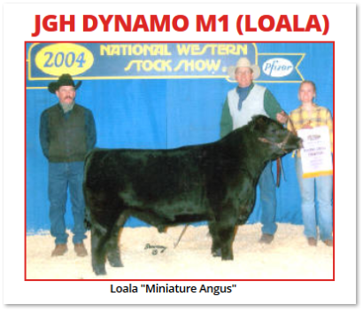 miniature Angus