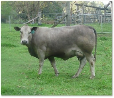 representing miniature purebred mini greys, or Square Meaters - Nada