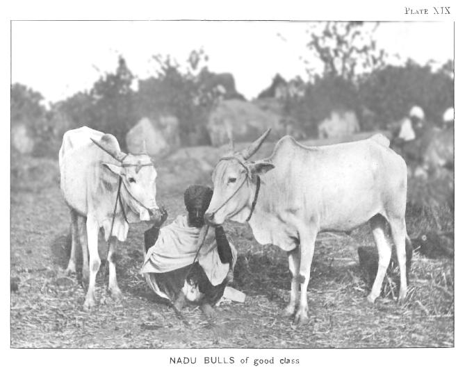 Nadu bulls 1895