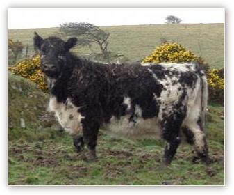 Kivells Riggit Galloway