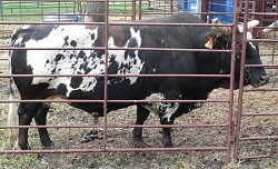 Armageddon--bucking bull