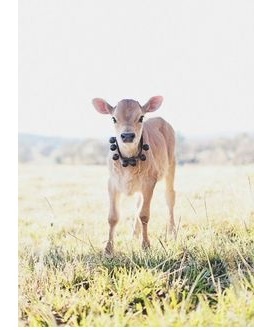 miniature Jersey -- Pinterest