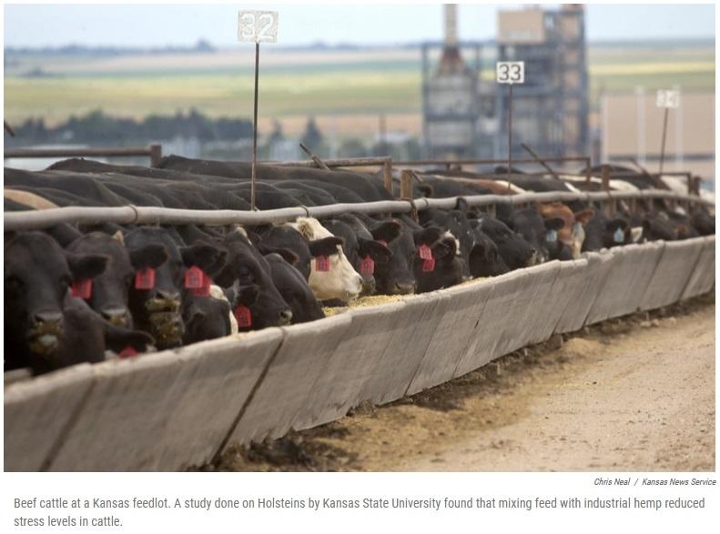 feeding hemp to cattle
