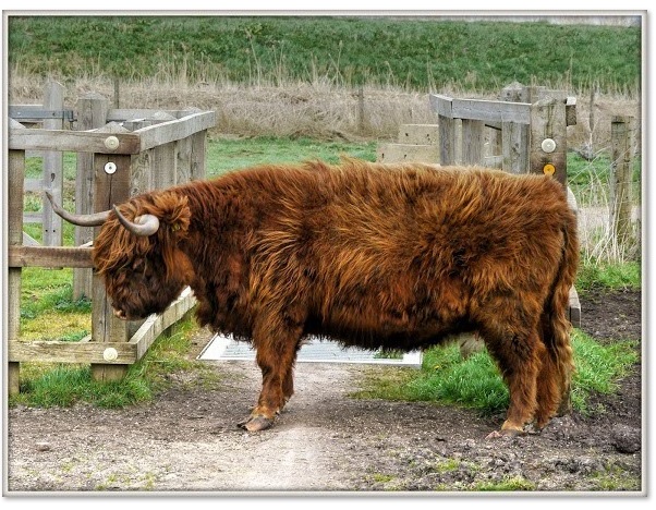 highlandcow-havingascratch-keeppushingthosepedals.blogspot.com-2014