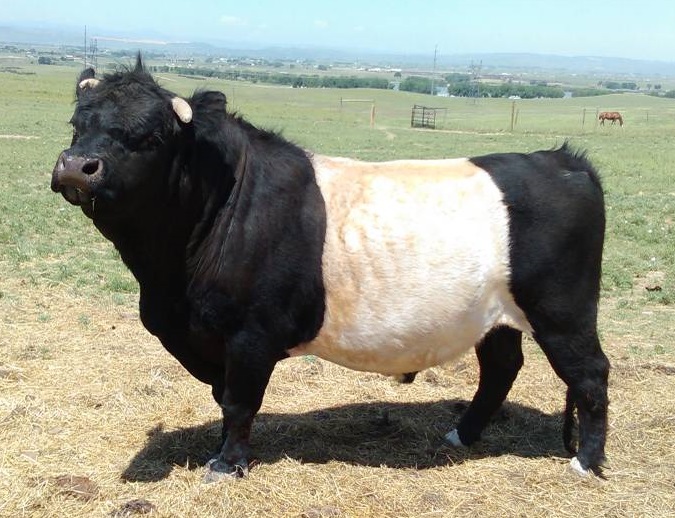 mini Beltie composite