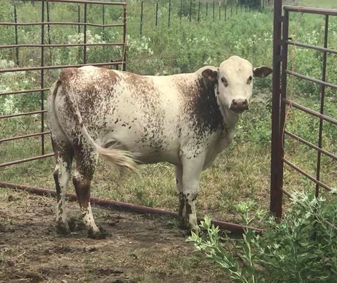 Miniature MeatMaster or Beefmaster