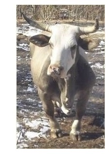 dwarf mini Longhorn CL