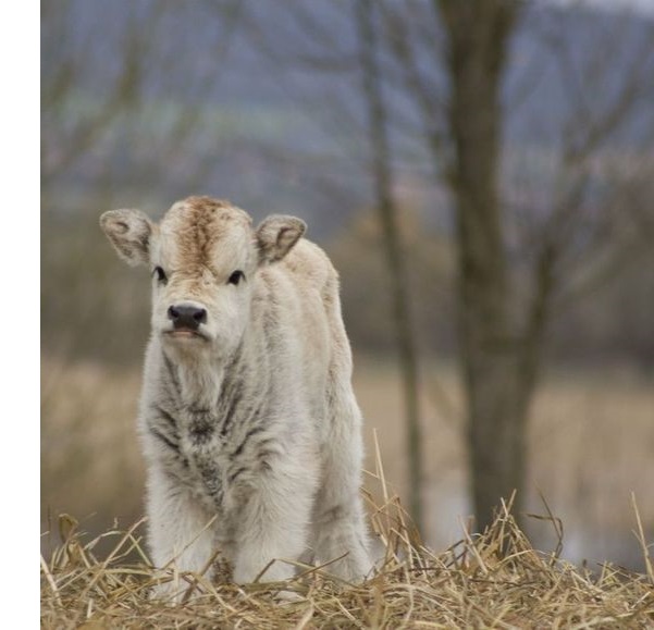 mini shorty calf--picture found on Pinterest