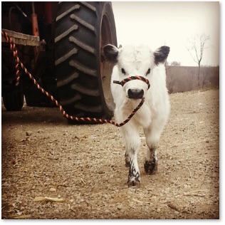 miniature White Park color calf - photo credit: Pinterest, Chuck Manthey
