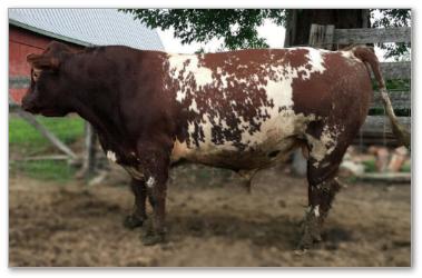 miniature Native Shorthorn bull JB