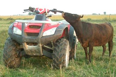 Western Heritage cow